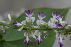 Pueraria tuberosa